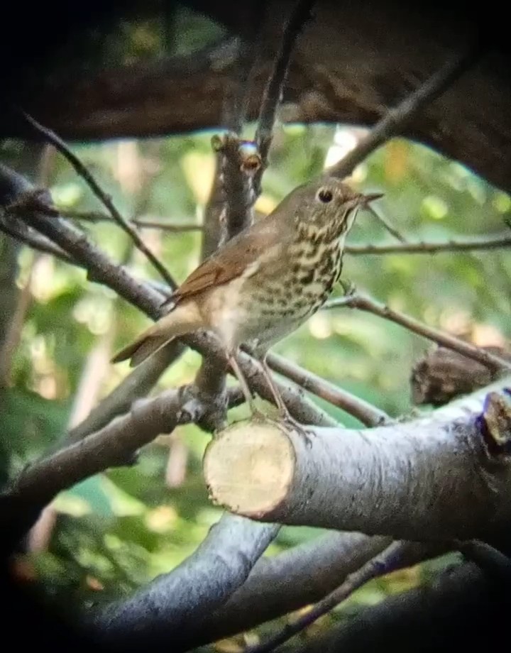 Hermit Thrush - Laurent Pascual-Le Tallec