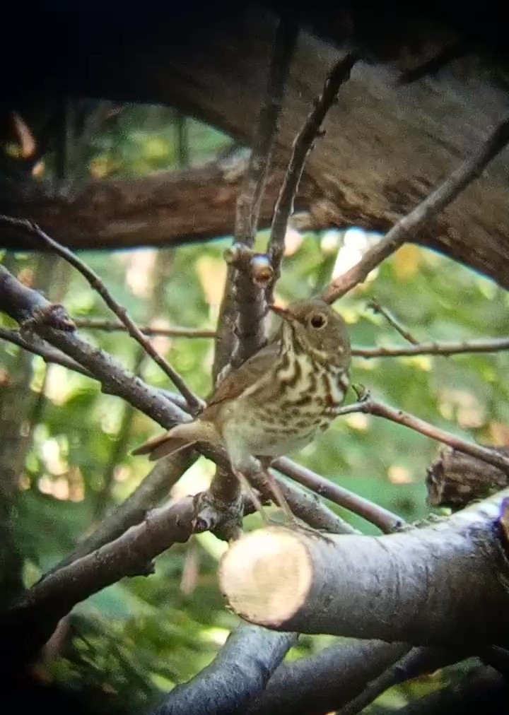 Hermit Thrush - Laurent Pascual-Le Tallec