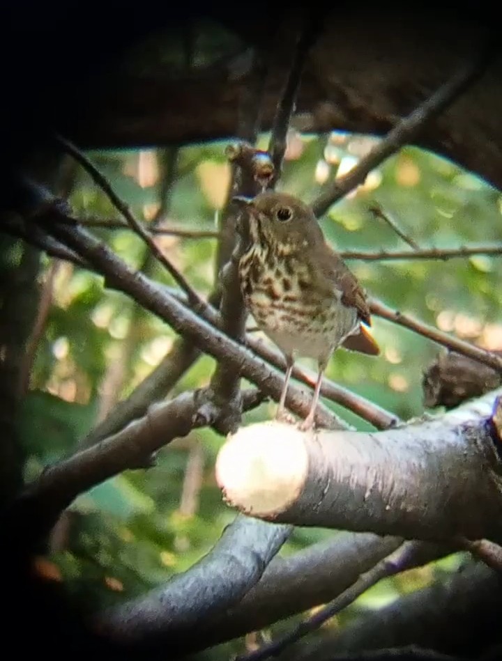 Hermit Thrush - ML609552337