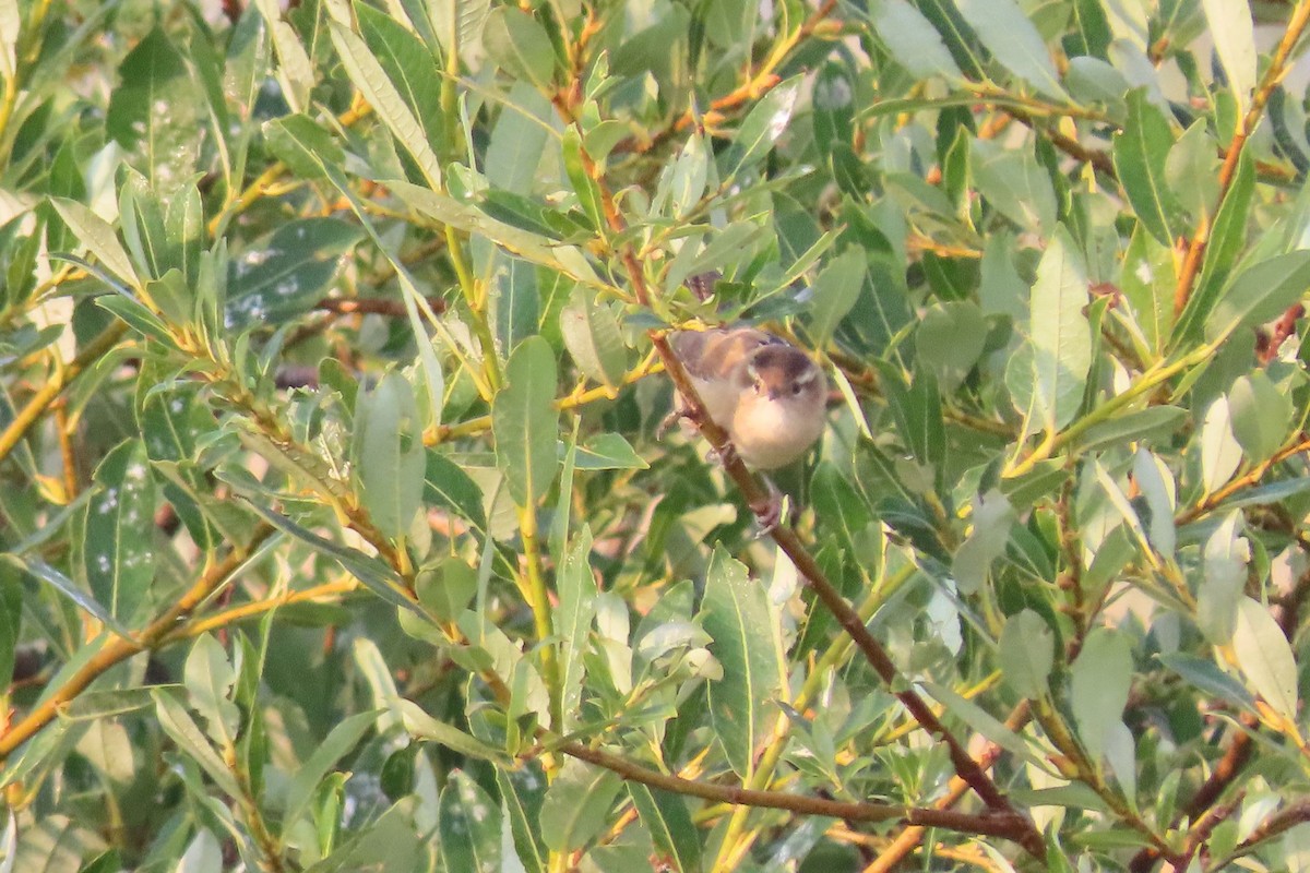 Marsh Wren - ML609552471