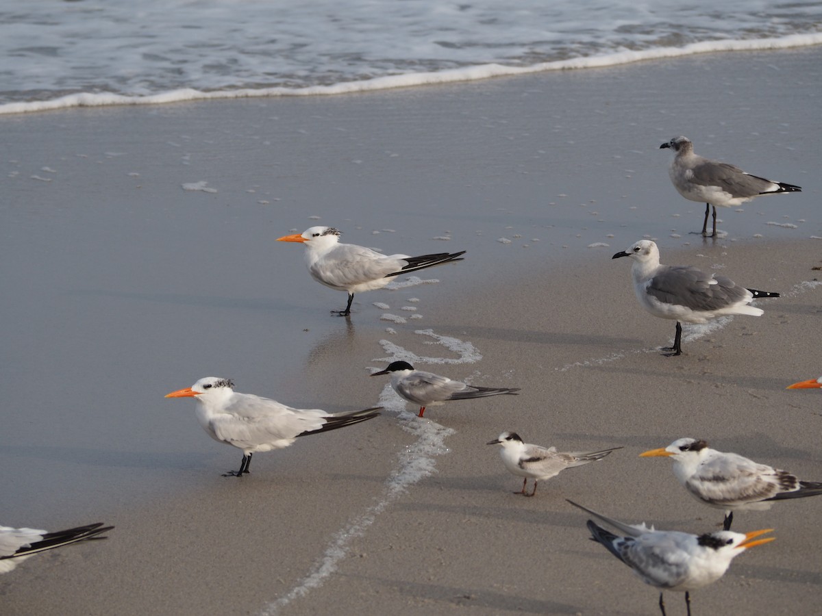 Common Tern - ML609552614