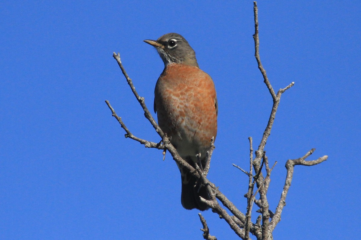 American Robin - ML609552619