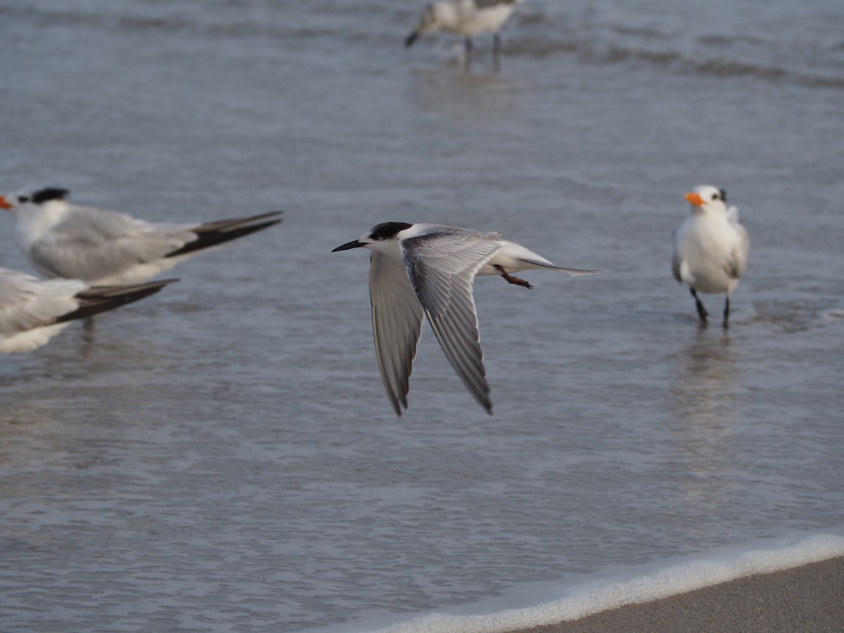 Common Tern - ML609552623