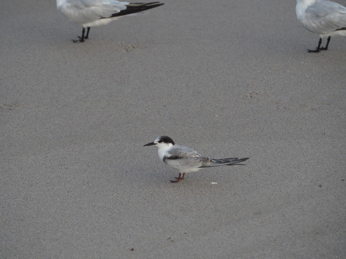 Common Tern - ML609552658