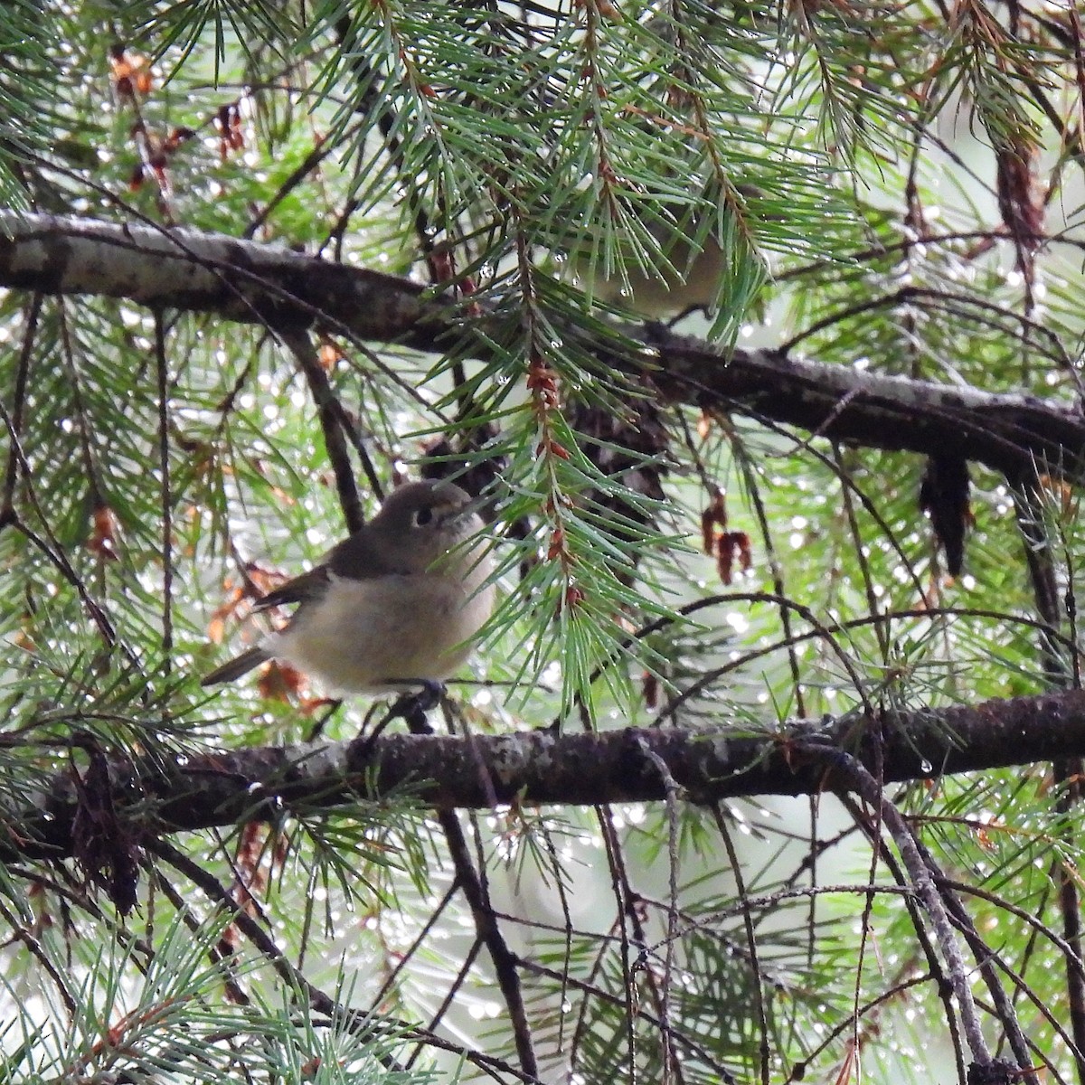 Hutton's Vireo - Susan Kirkbride