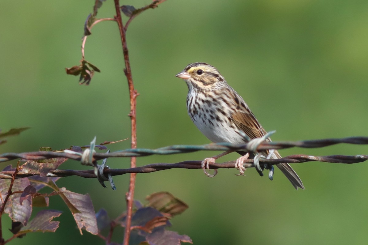 Savannah Sparrow - Margaret Viens