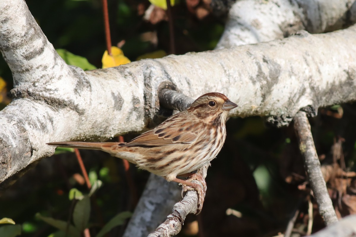 Song Sparrow - ML609552811