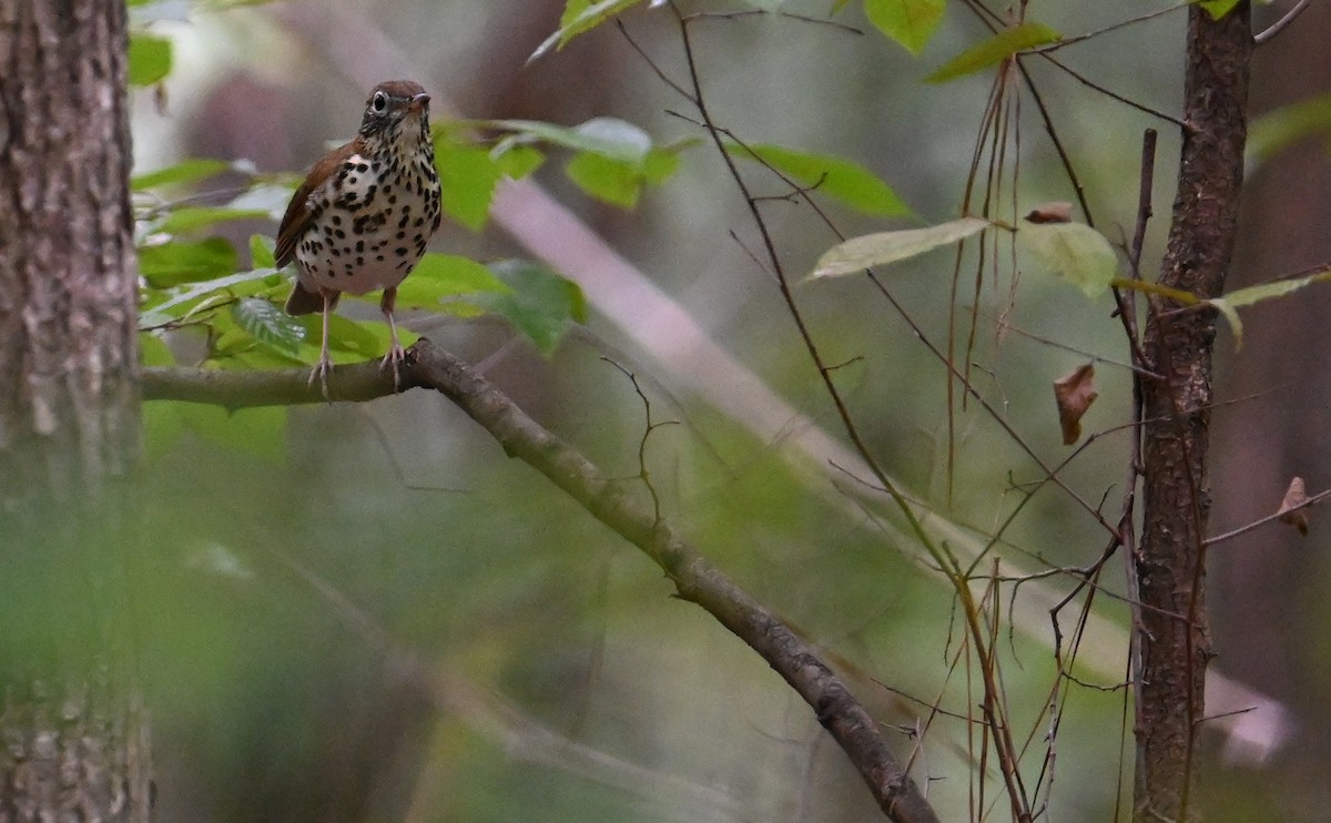 Wood Thrush - ML609552871