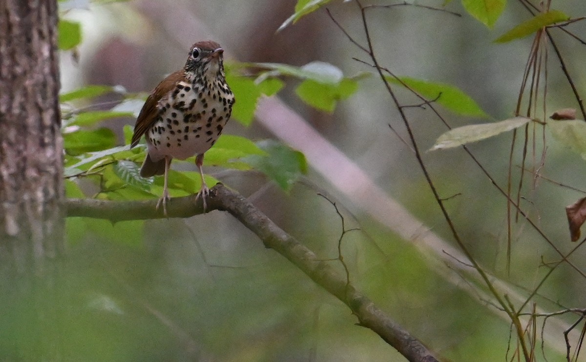 Wood Thrush - ML609552873