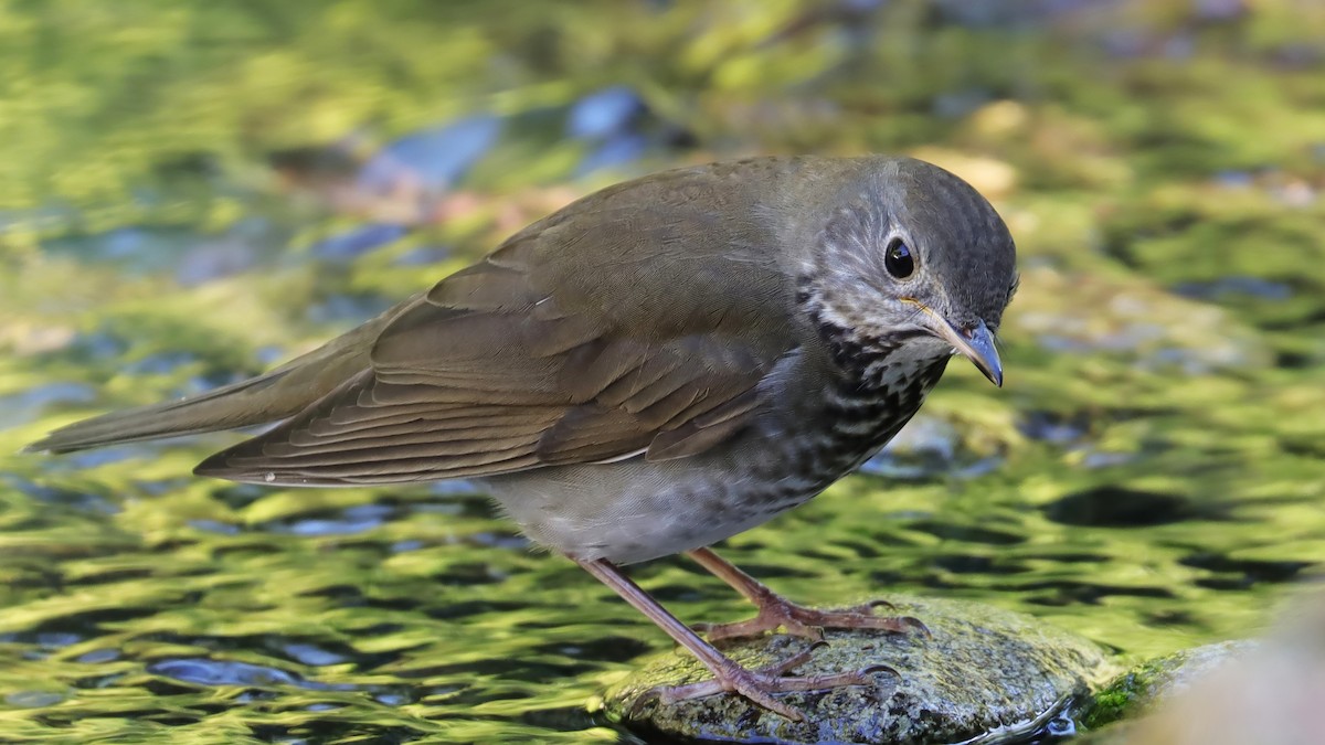 Gray-cheeked Thrush - ML609552881