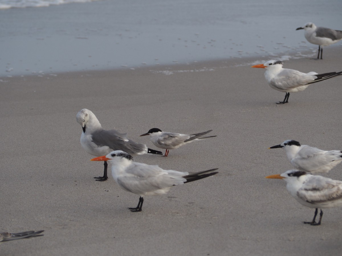 Common Tern - ML609552883