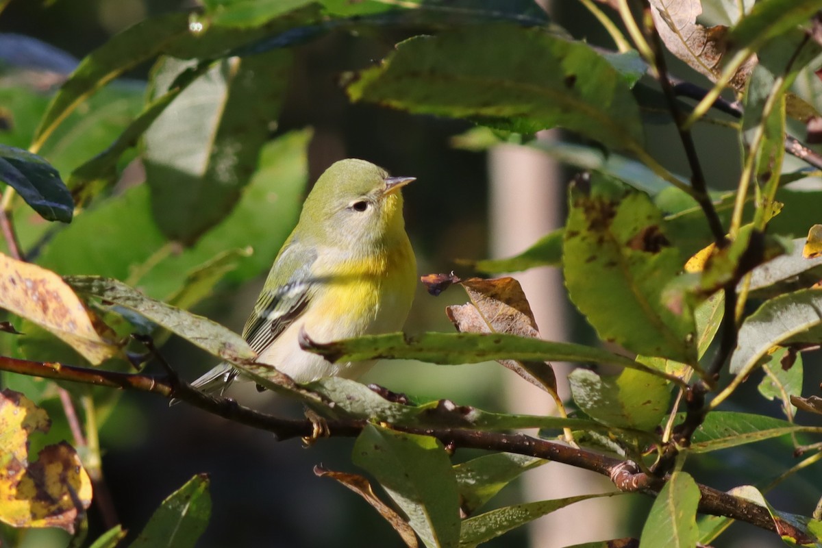 Northern Parula - ML609552977