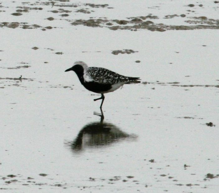 Black-bellied Plover - ML609553042