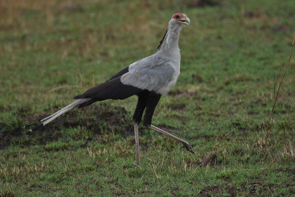 Secretarybird - ML609553051