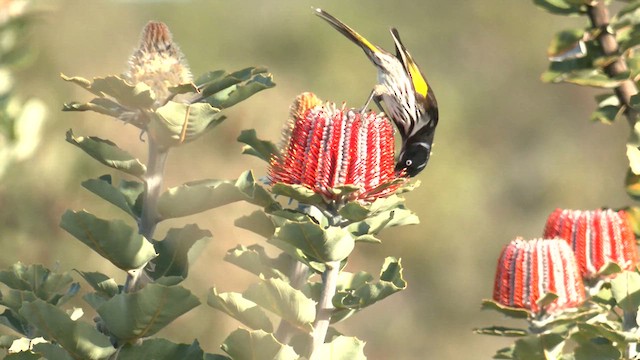 New Holland Honeyeater - ML609553069