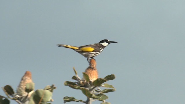 White-cheeked Honeyeater - ML609553071