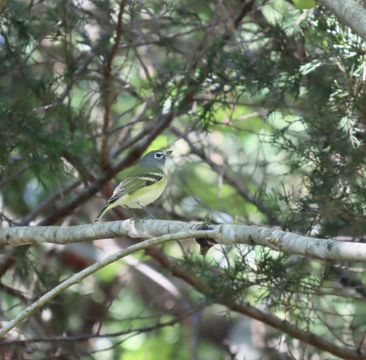 Blue-headed Vireo - ML609553078