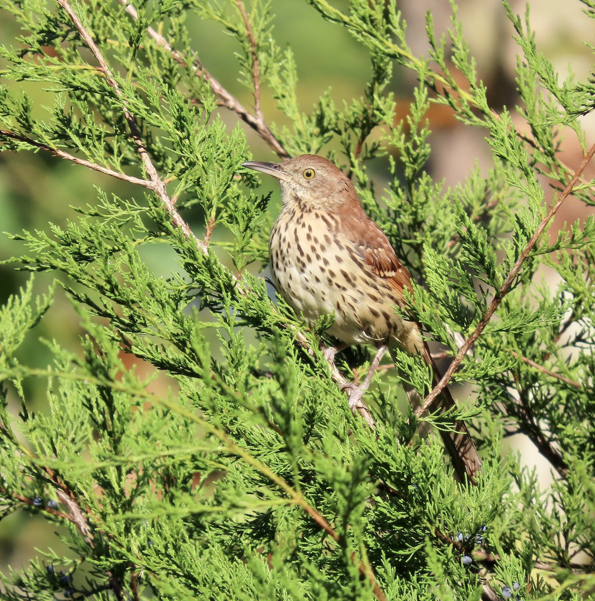 Brown Thrasher - ML609553083