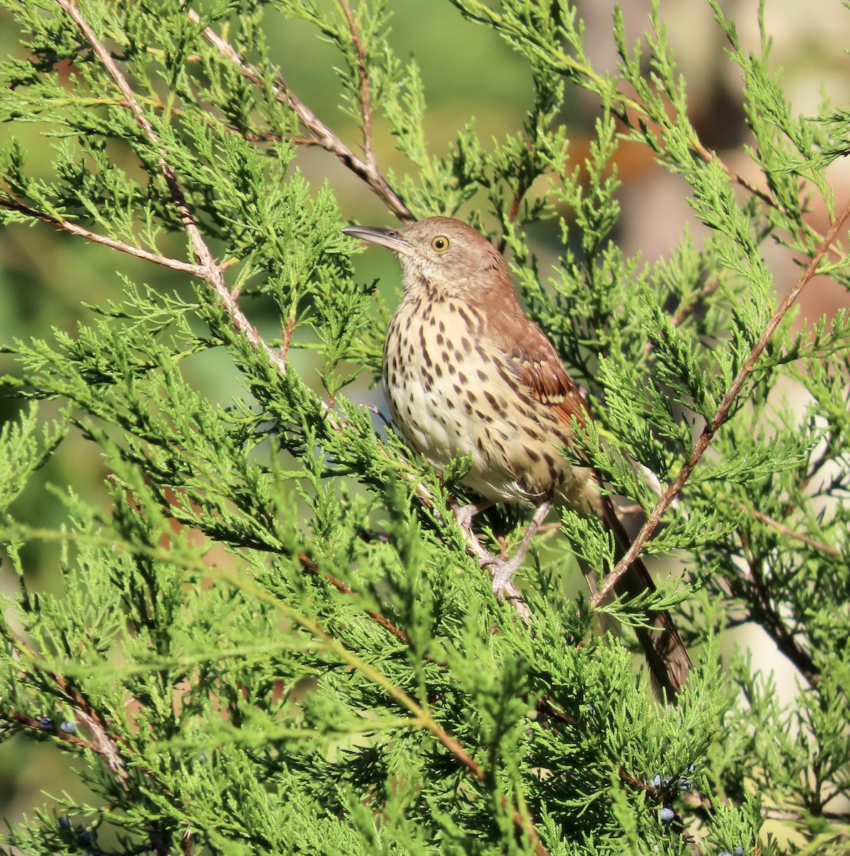 Brown Thrasher - ML609553084
