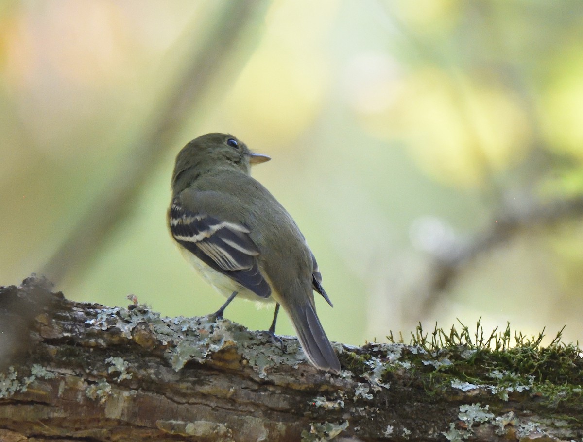 Empidonax sp. - ML609553096