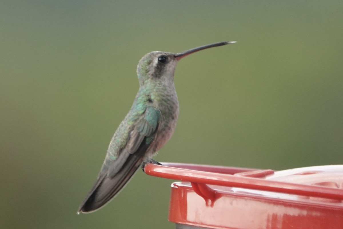 Colibrí Piquiancho Común - ML609553136