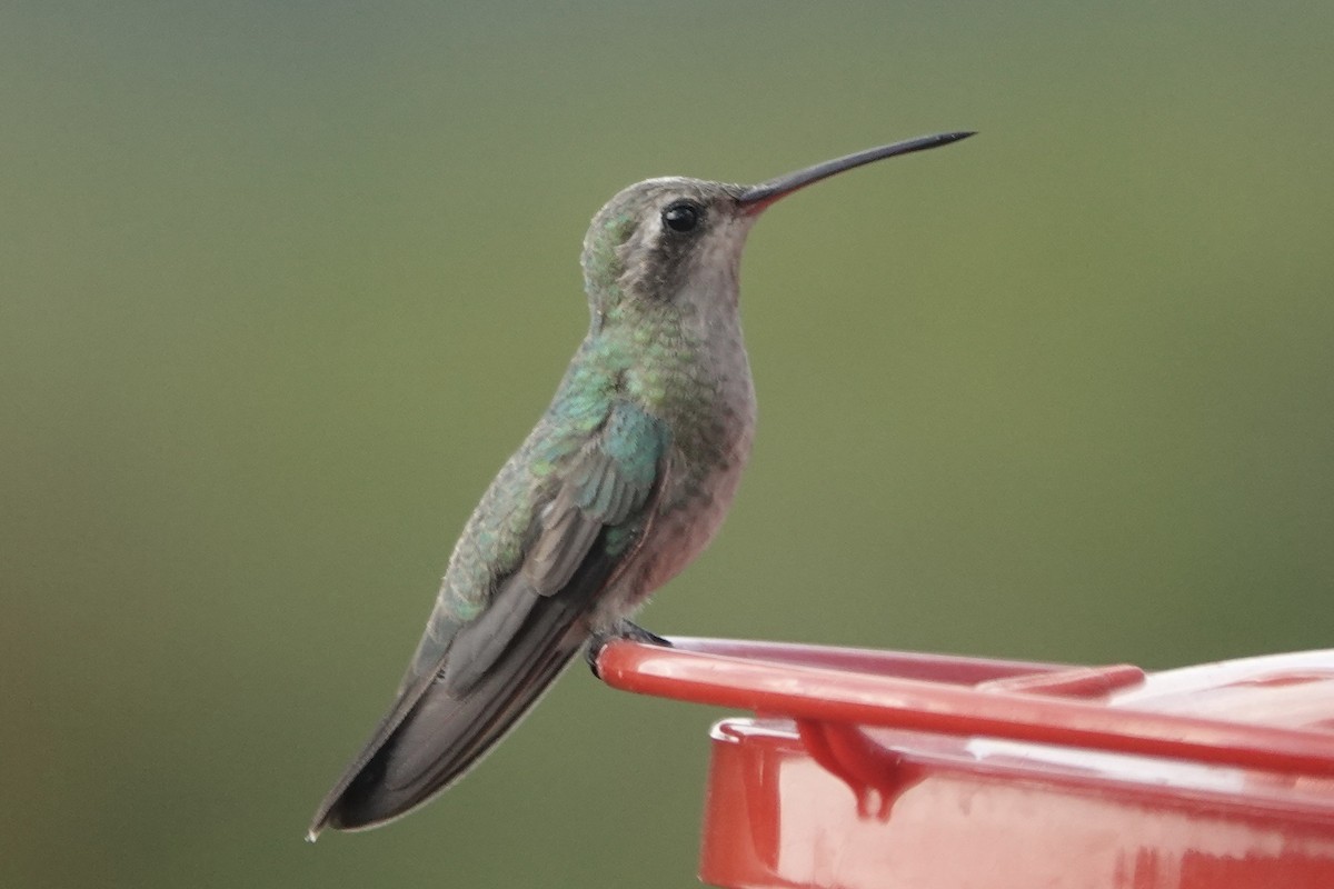 Colibrí Piquiancho Común - ML609553137