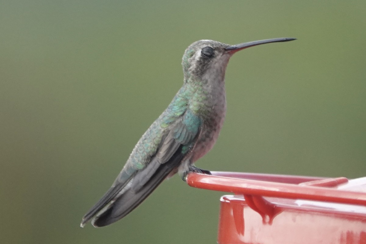 Colibrí Piquiancho Común - ML609553138