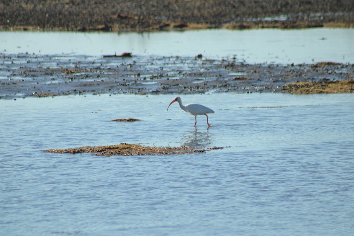 White Ibis - ML609553165