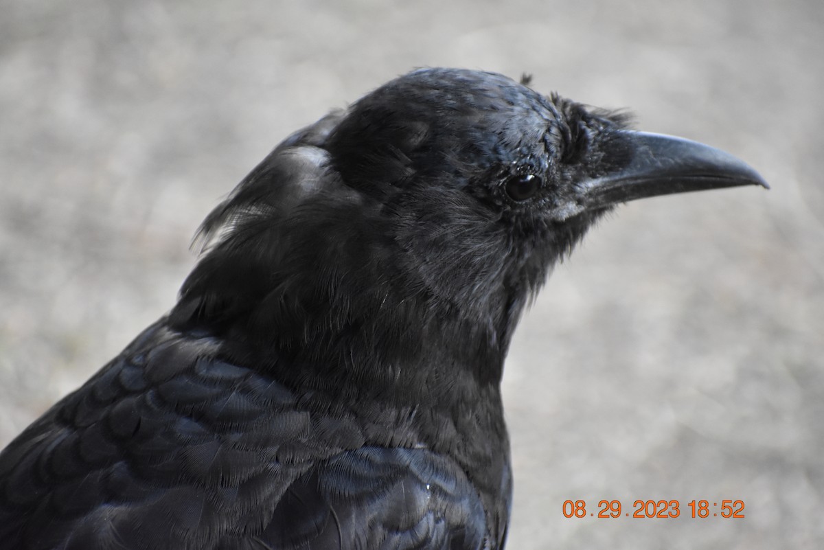 American Crow - ML609553194