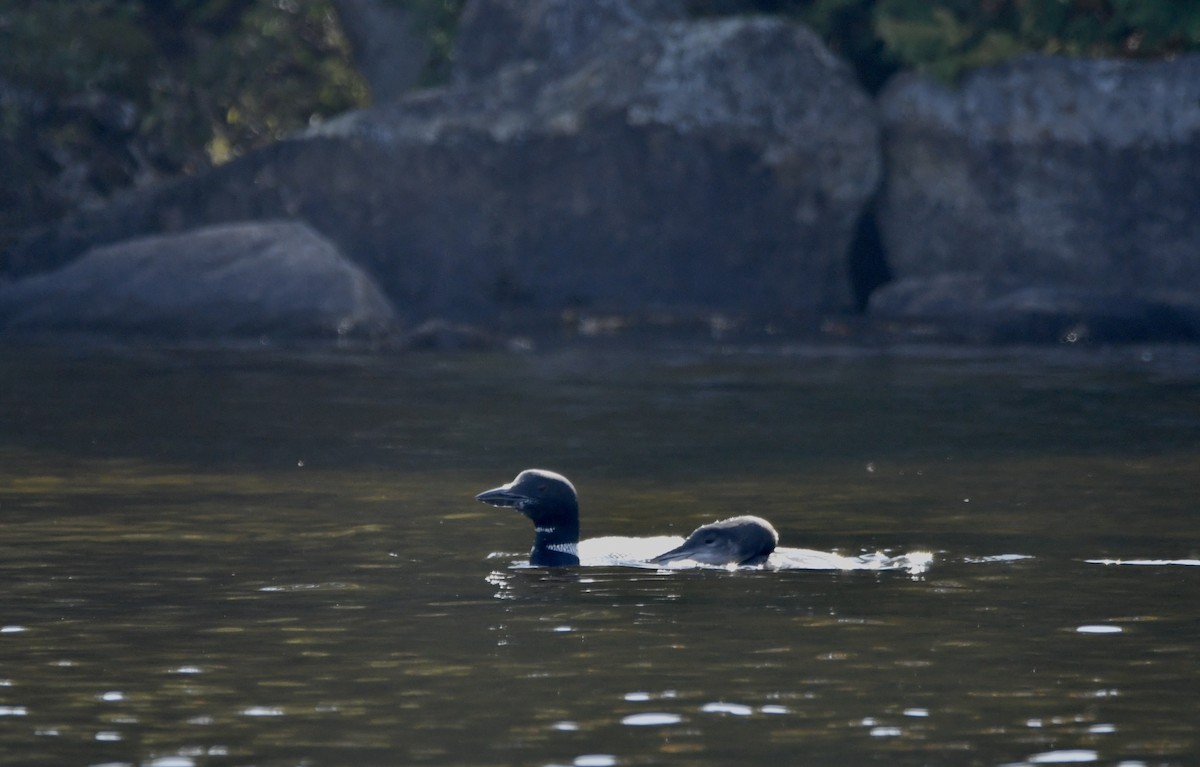 Common Loon - ML609553210