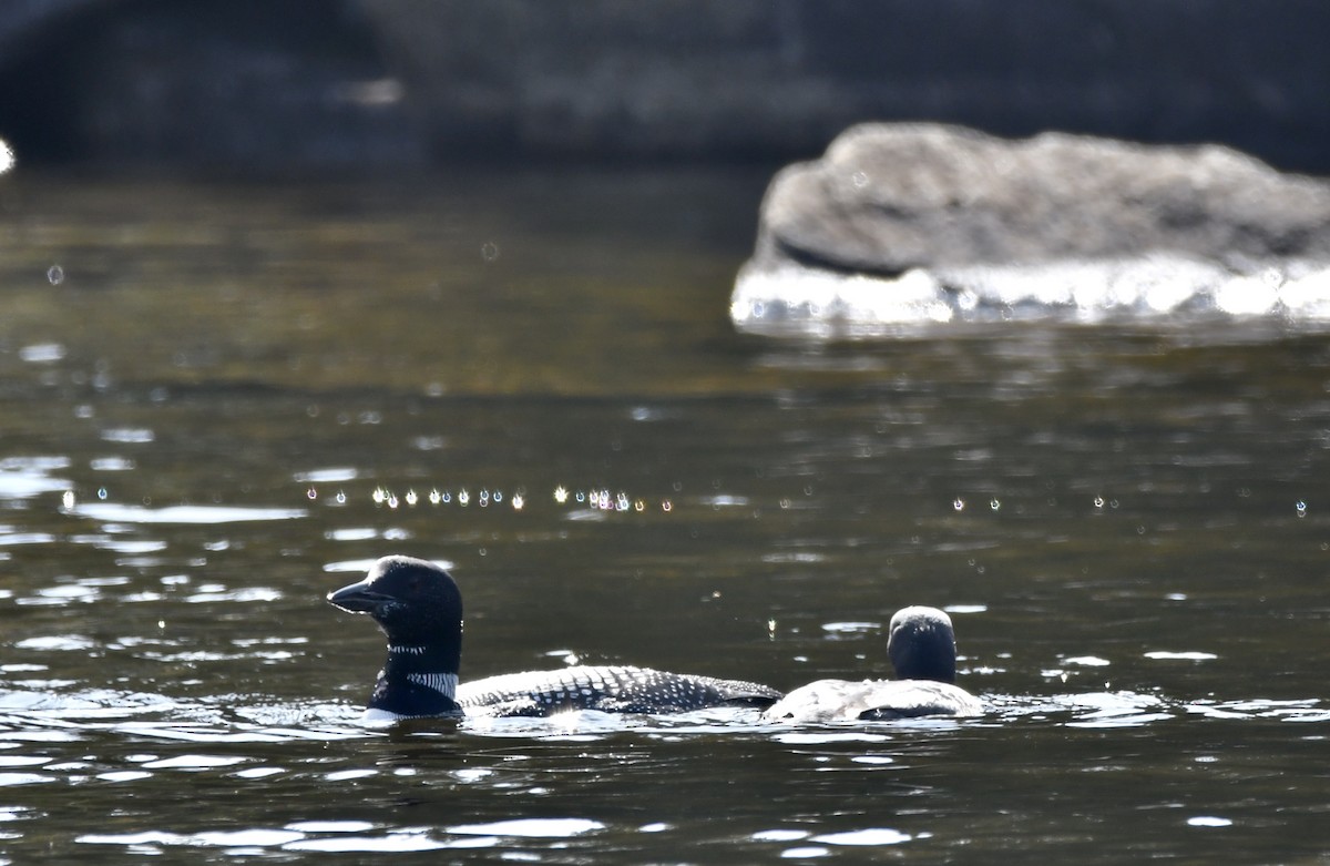 Common Loon - ML609553211