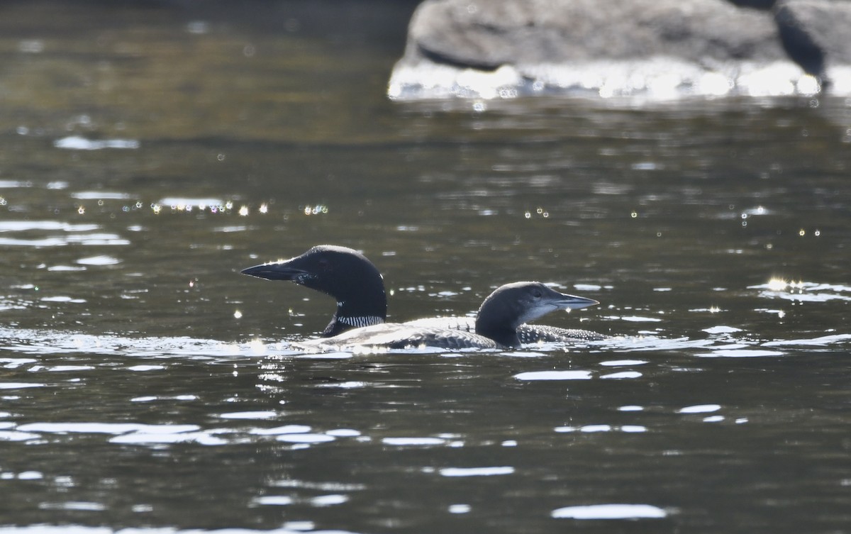 Common Loon - ML609553212