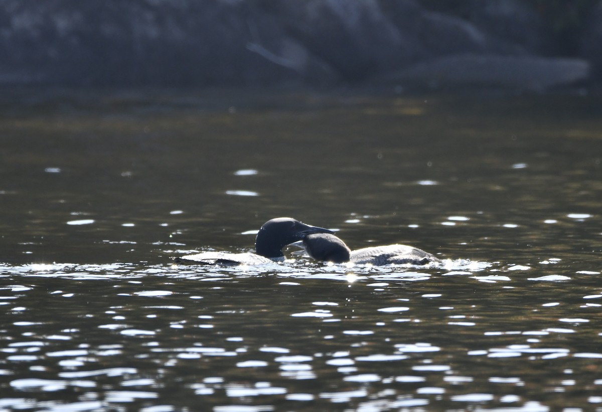 Common Loon - ML609553214