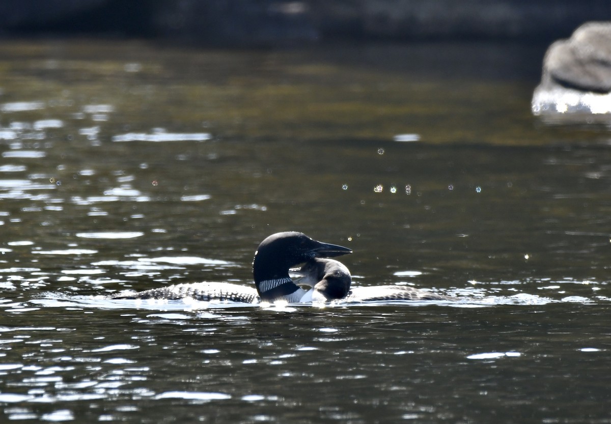 Common Loon - ML609553215