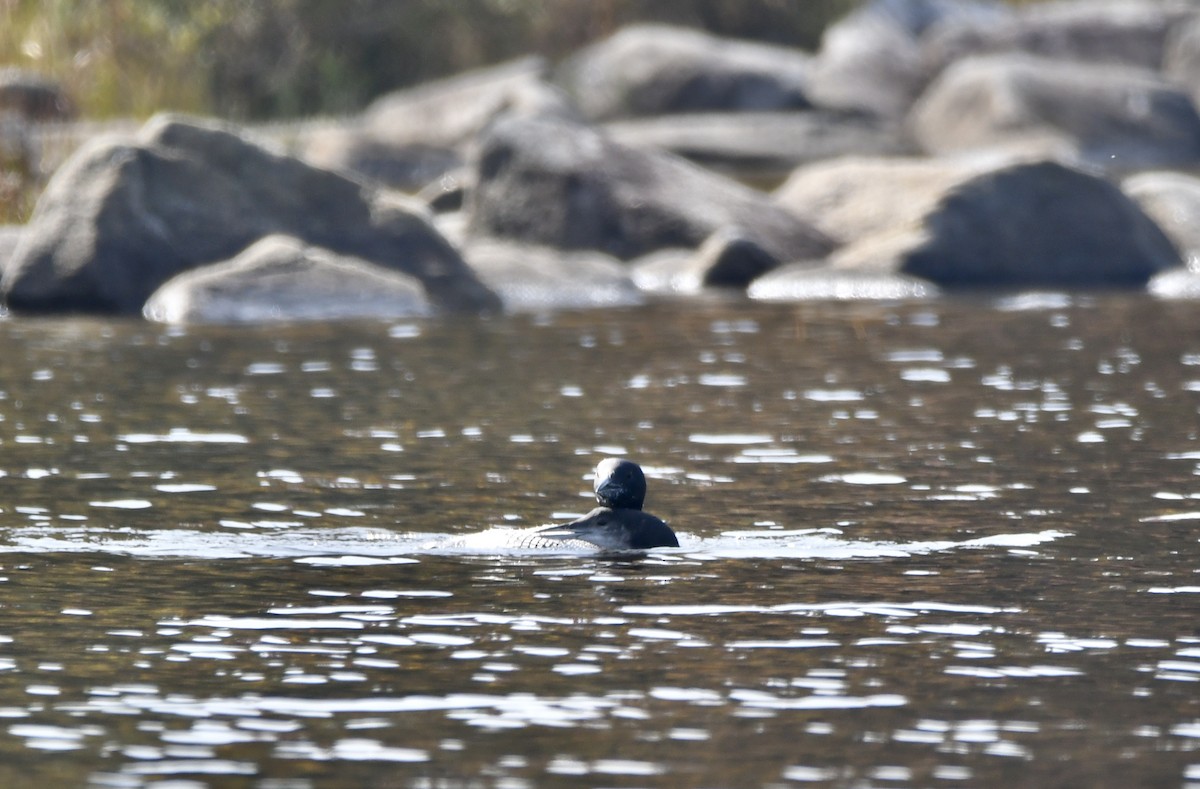 Common Loon - ML609553216