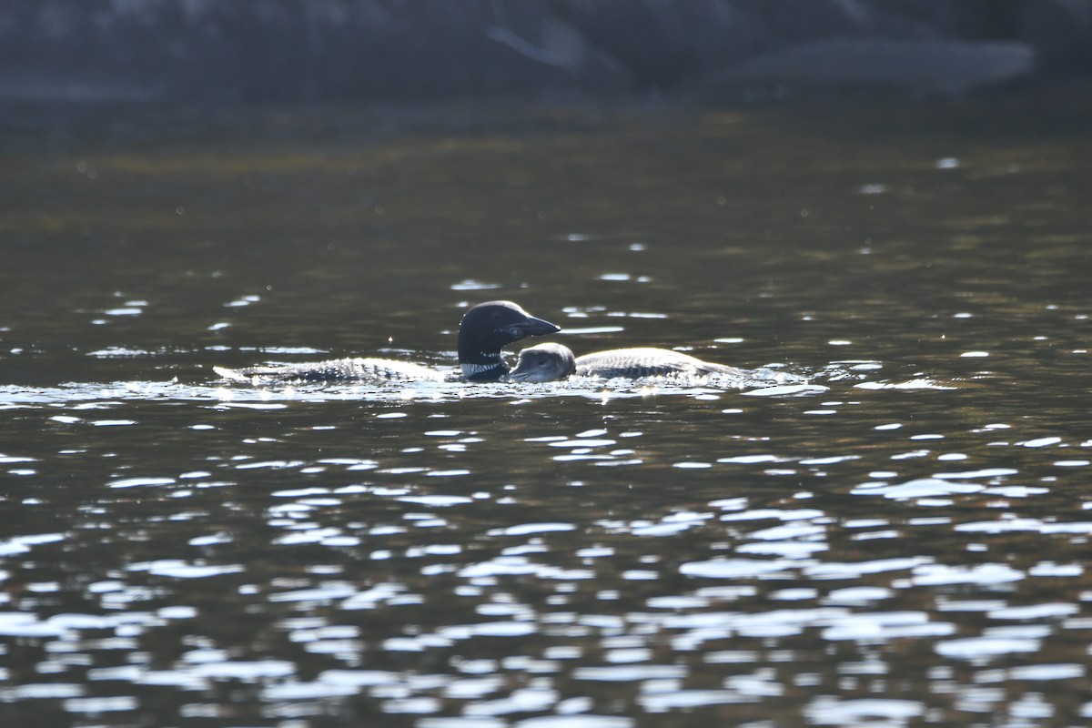 Common Loon - ML609553218