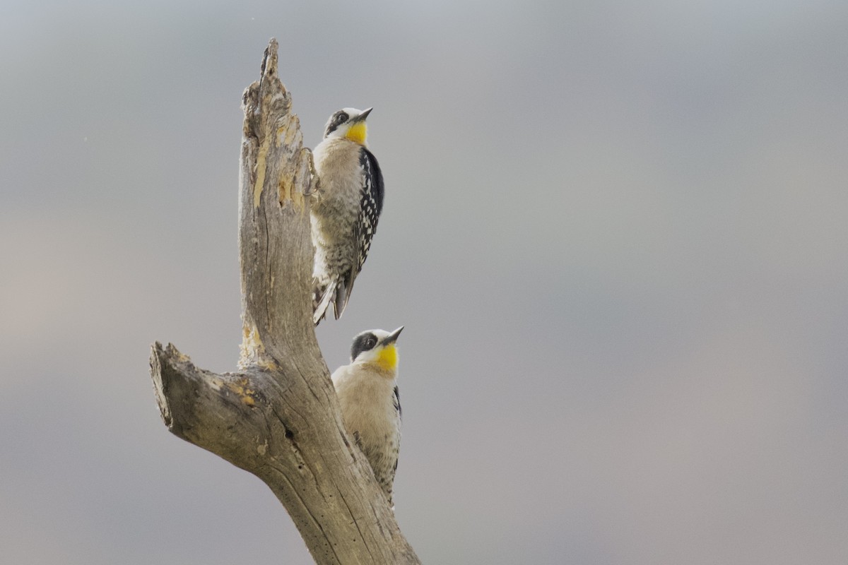 White-fronted Woodpecker - ML609553233