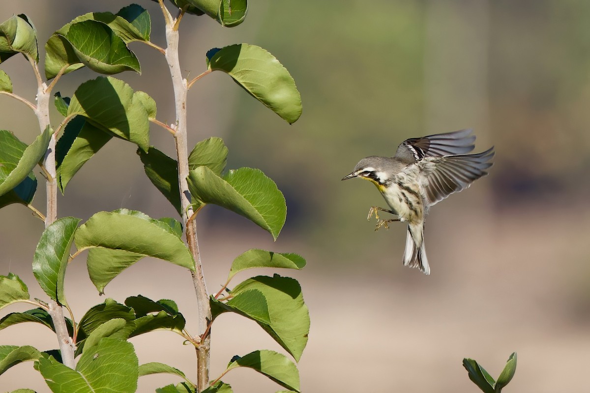 Yellow-throated Warbler - ML609553237