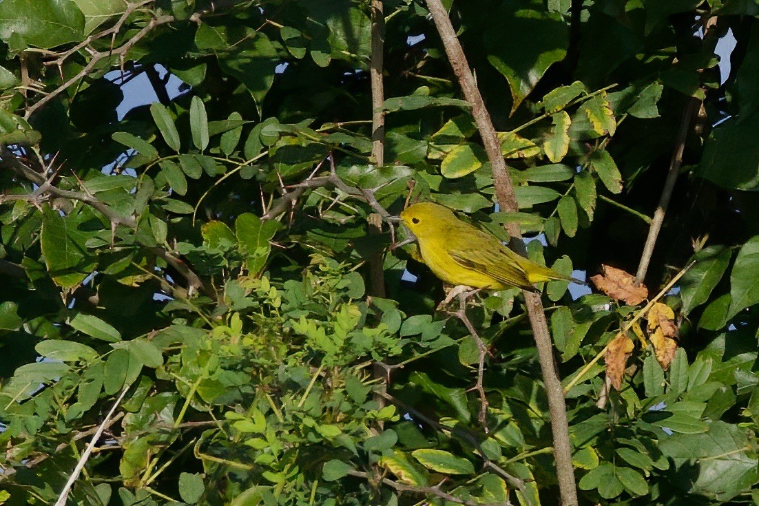 Yellow Warbler - ML609553239