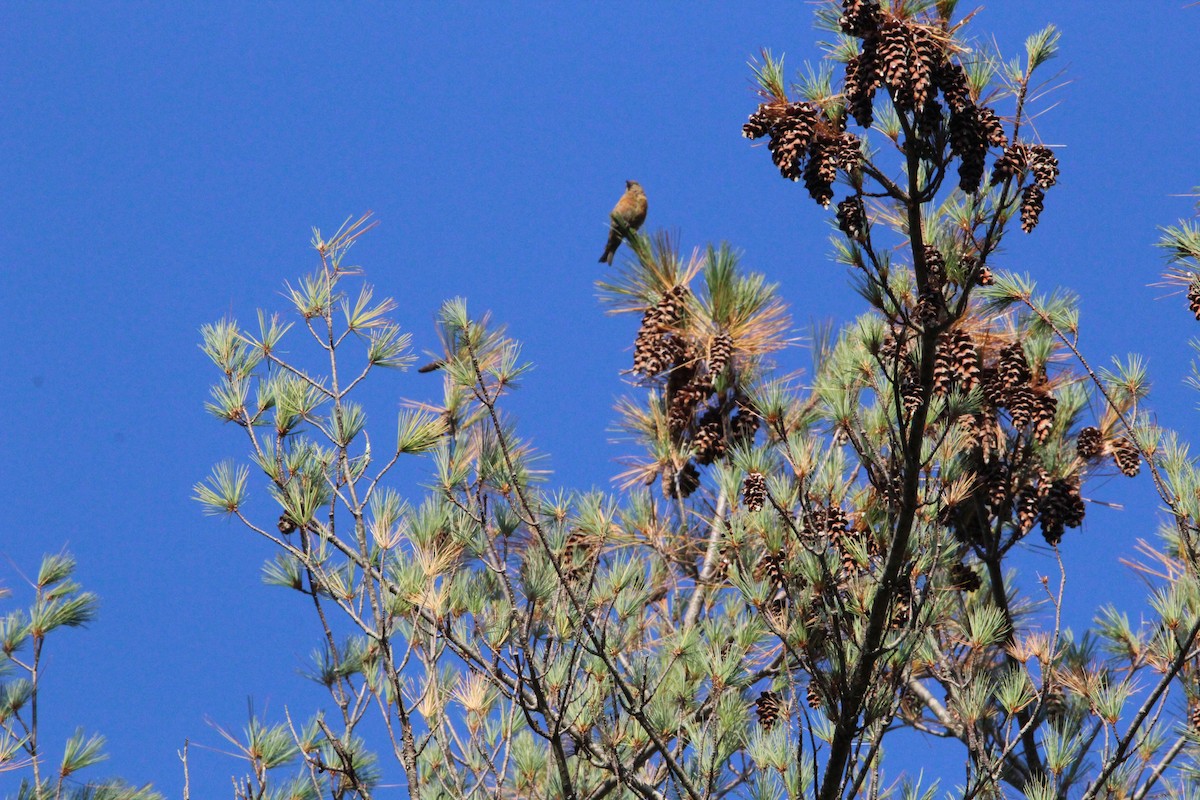 Red Crossbill - ML609553268