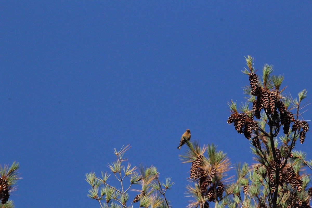 Red Crossbill - ML609553269