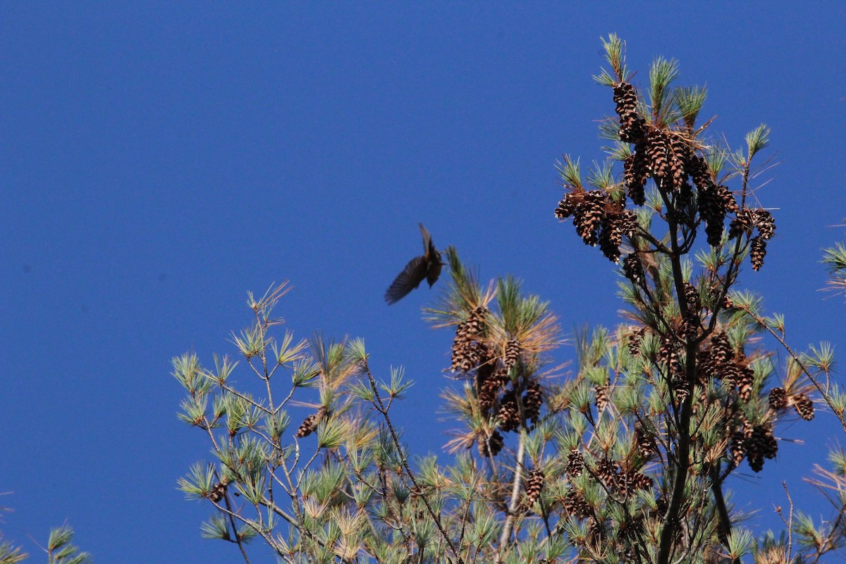 Red Crossbill - ML609553270