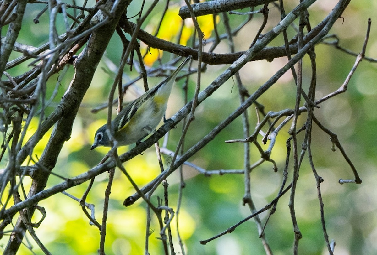 Vireo Solitario - ML609553279