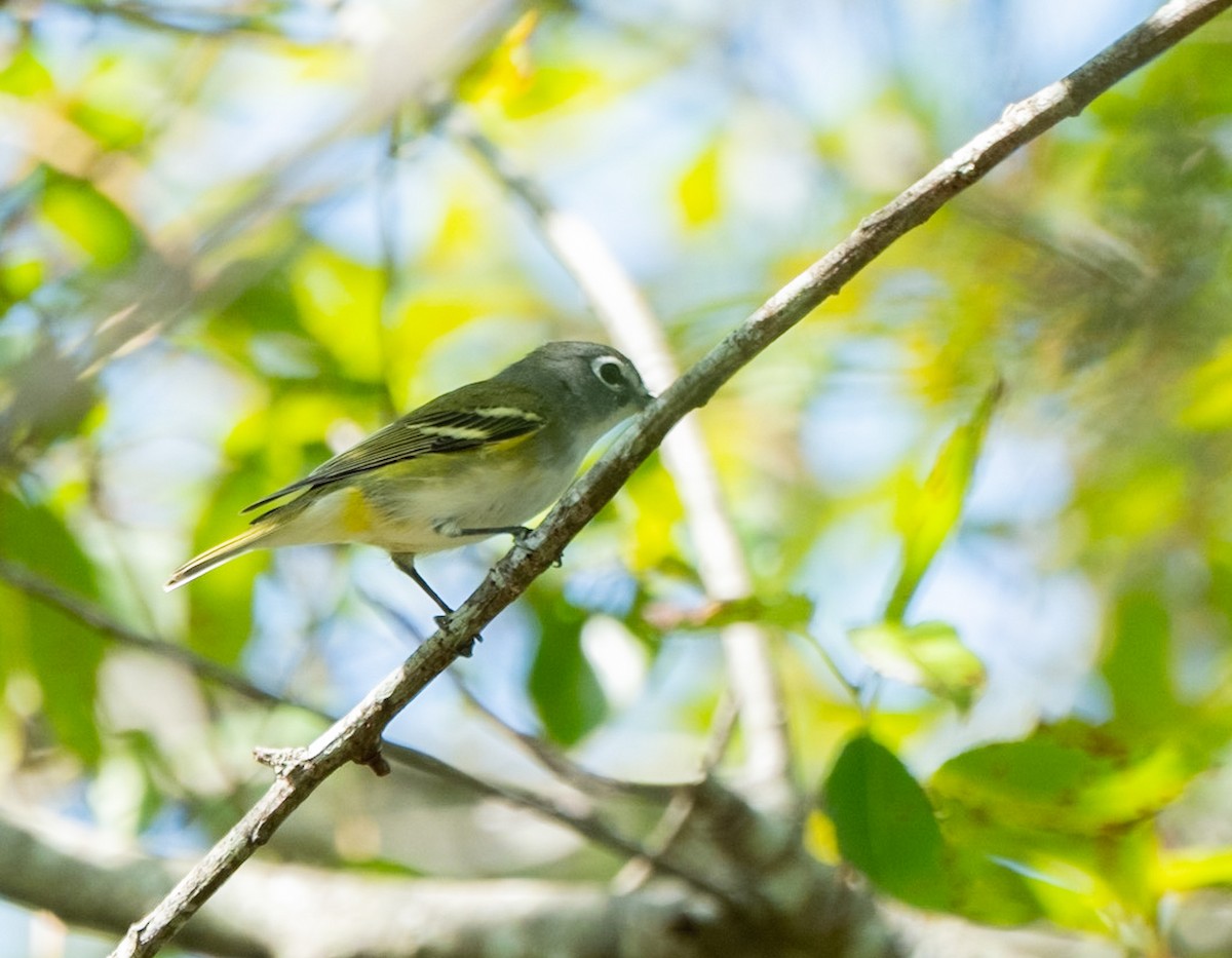 Blue-headed Vireo - Elena Bersani