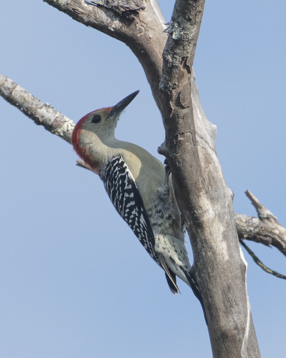 Red-bellied Woodpecker - ML609553415