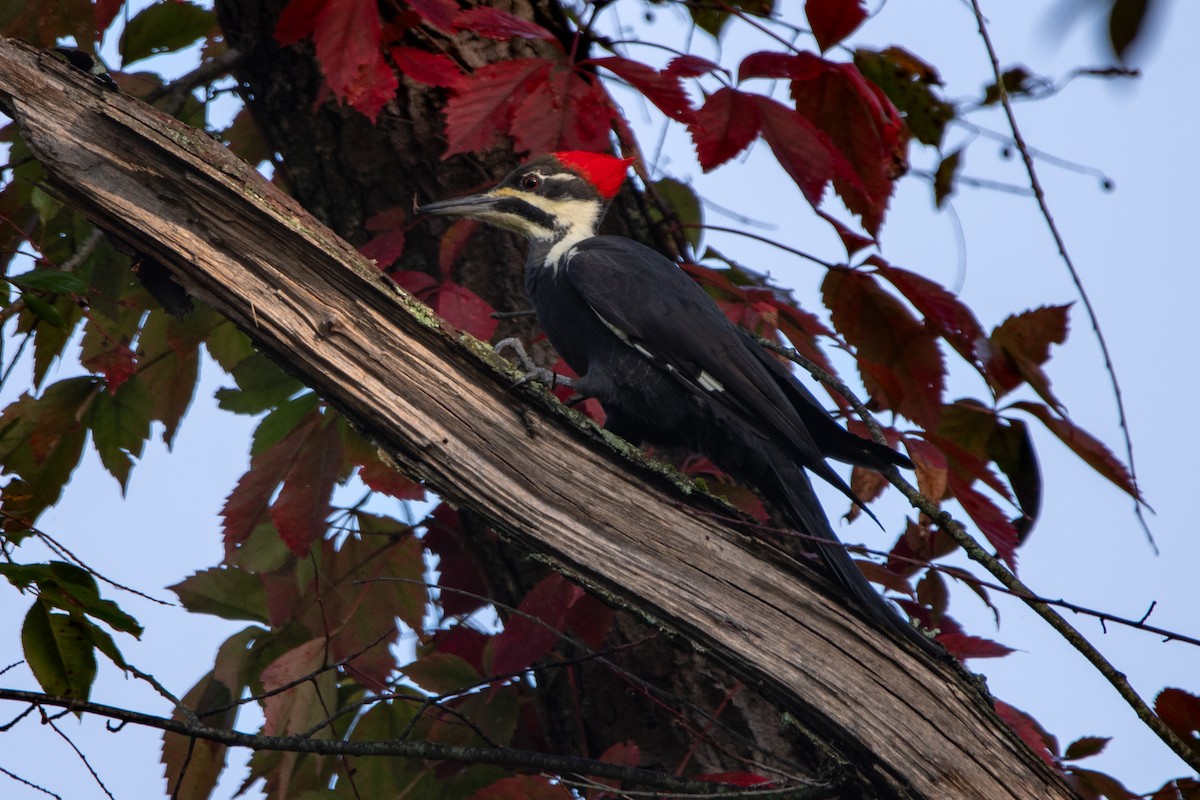 Pileated Woodpecker - ML609553418