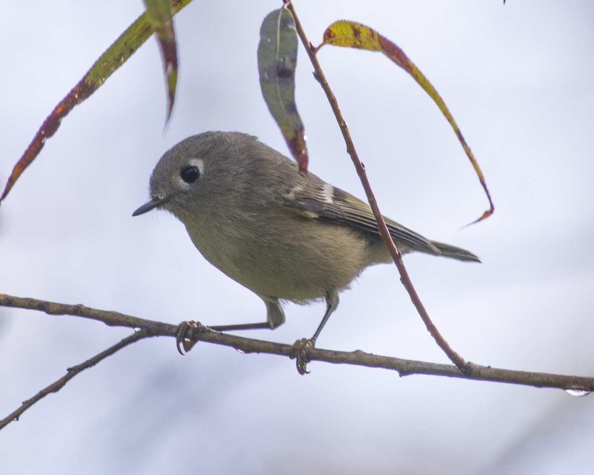 Ruby-crowned Kinglet - ML609553482