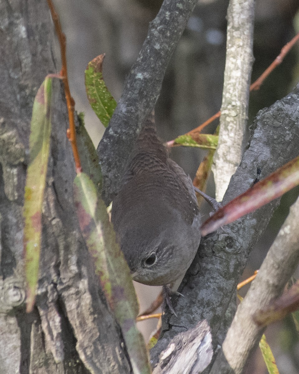 Northern House Wren - ML609553492