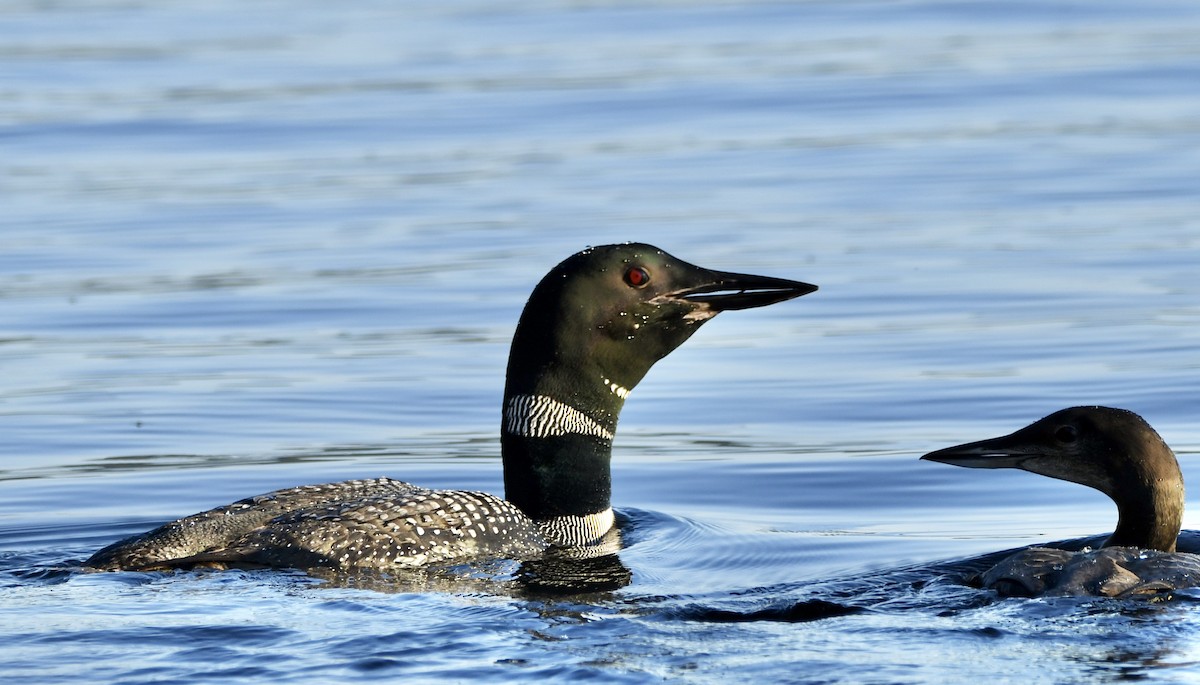 Common Loon - ML609553497