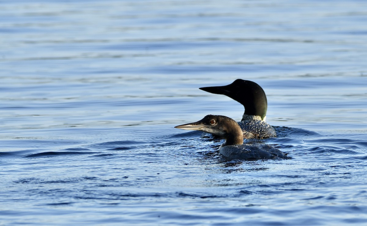 Common Loon - ML609553498